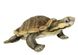 Hansa® | М'яка іграшка Кусюча черепаха Пурвіза, L. 28см, HANSA (8426) - фотографії