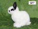 Hansa® | М'яка іграшка Білий кролик з чорними вухами, H. 18см, HANSA (8338) - фотографії