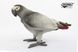 Hansa® | М'яка іграшка Папуга сірий африканський, L. 23см, HANSA (7986) - фотографії