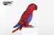 Hansa® | Мягкая игрушка Позующий попугай Электус (самка), L. 24см, HANSA (8430) - фотографии