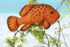 Hansa® | Мягкая игрушка Тропическая рыба, Hansa, 30 см, арт. 5077 - фотографии