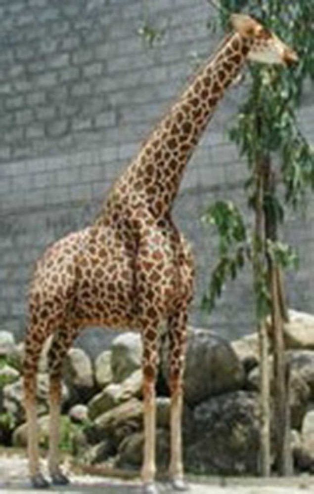 Hansa® | Анімована м'яка іграшка Жираф, H. 370см, HANSA (0035)