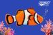 Hansa&reg; | Мягкая игрушка Рыба-клоун длина 34см, Hansa (8804) - фотографии
