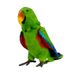 Hansa® | М'яка іграшка Позуючий зелено-червоний папуга, H. 27см, HANSA (8382) - фотографії
