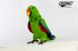 Hansa® | М'яка іграшка Позуючий зелено-червоний папуга, H. 27см, HANSA (8382) - фотографії